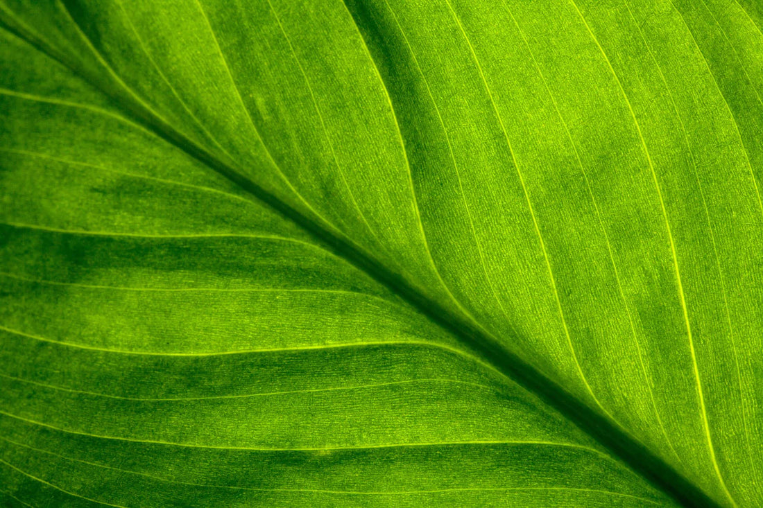Eco-friendly luxury: what is it